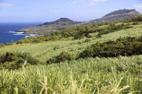 Champs  de cannes dans le sud sauvage - La Réunion