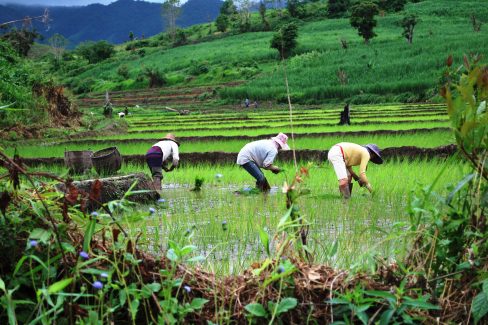 Paysans au travail dans les rizières du nord du Laosv