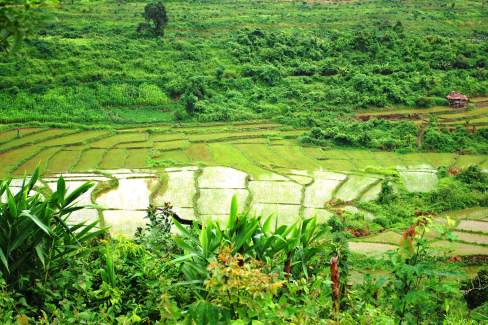 Paysage de rizière dans le nord du Laos