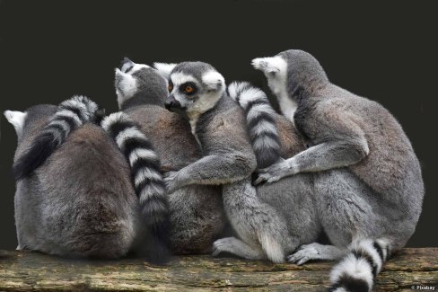 Monde-Authentique-Madagascar-en-famille-faune-locale-rencontre-avec-les-lemuriens-Pixabay