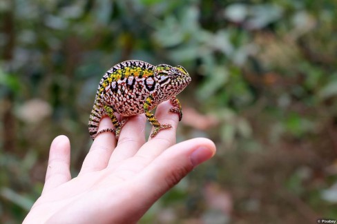 Monde-Authentique-Madagascar-en-famille-le-plus-petit-cameleon-au-monde-Pixabay