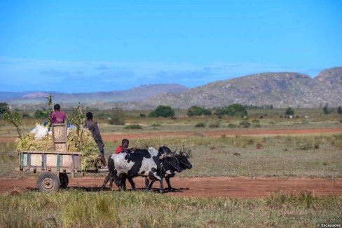 Monde-Authetnique-Madagascar-en-famille-balade-en-charette-a-zebus-Escapades