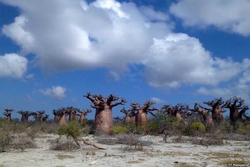 Forêt de baobabs, paysage endémique de Madagascar
