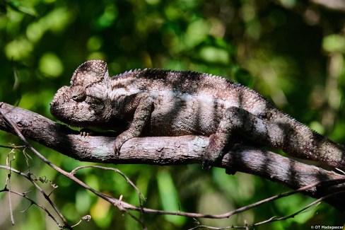 Les caméléons, faune insolite de Madagascar
