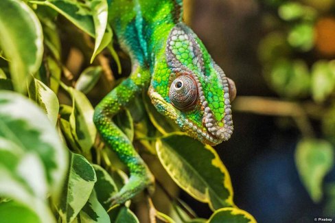 Monde-Authentique-Madagascar-nord-faune-malgache-cameleon-Pixabay