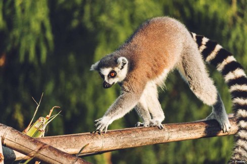 Monde-Authentique-Madagascar-nord-faune-malgache-lemuriens-Pixabay