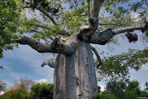 Monde-Authentique-Madagascar-nord-mythiques-baobabs-Escapades