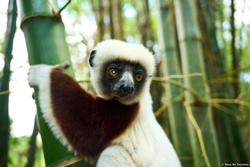 Monde-Authentique-Madagascar-Nosy-Be-lemurien-Nosy-Be-tourisme