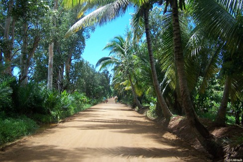 Sous les palmiers à Madagascar