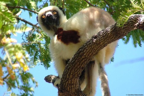 Lémurien propithèque perché - baie de Moramba - Madagascar