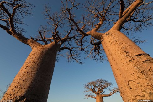 L'allée des baobabs majestueux à Madagascar