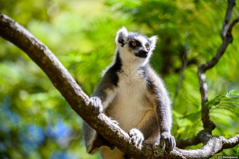 Rencontre avec les lémuriens le long de la Route Nationale 7