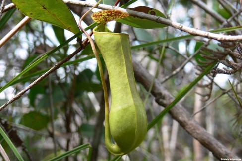 Plante carnivore dans le parc de Bako