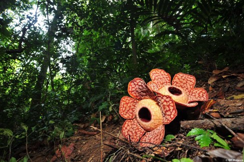 Rafflesia, la plus grande fleur carnivore au monde, endémique de Bornéo