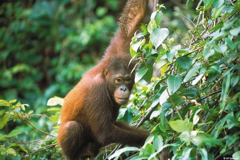 Orang Outang dans l'état de Sarawak