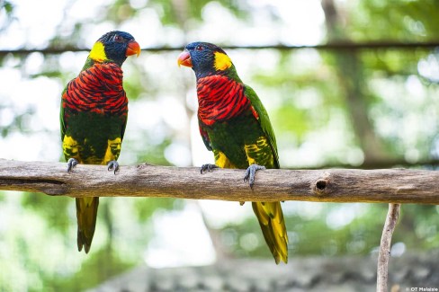 Parc aux oiseaux de Kuala Lumpur