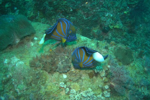 Poisson-ange des eaux tropicales de Mer de Chine