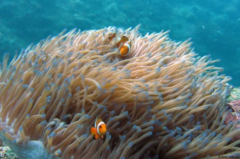 Anémone de mer et poisson clown, plongée en Malaisie