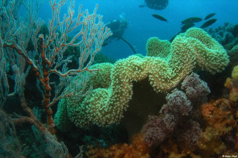 Plongée sous-marine à Tioman