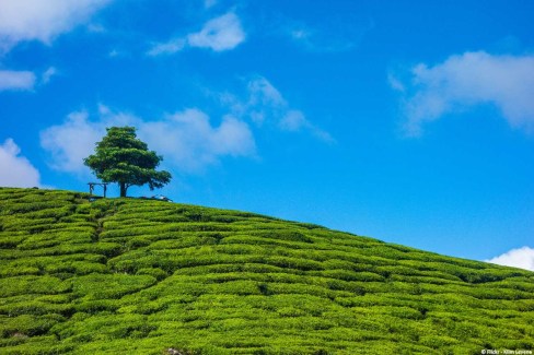 Colline de thé en Malaisie
