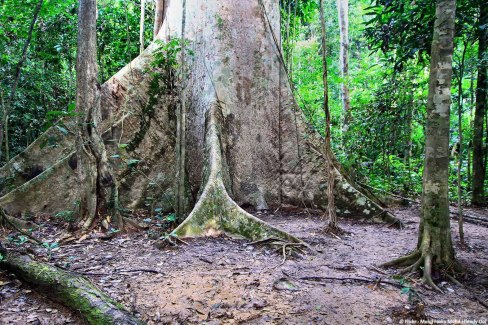 Arbre diptérocarpe à racine apparente