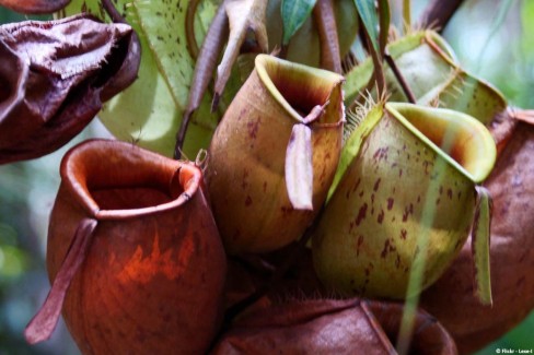 Plantes carnivores Taman Negara