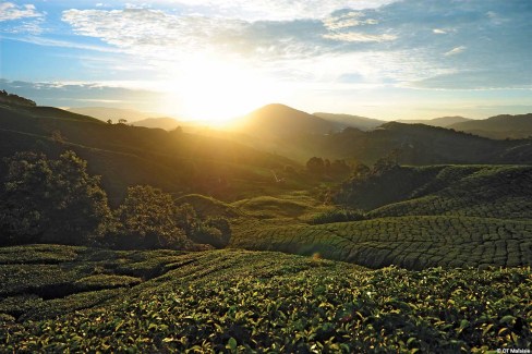 Champs de thé de Cameron Highlands