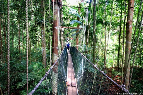 Balade sur la canopée Taman Negara