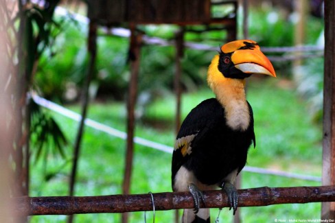 Le calao, oiseau emblématique de Malaisie