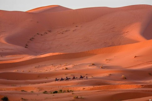 Maroc-balade-en-dromadaire-dans-les-Dunes-de-Chegaga-web