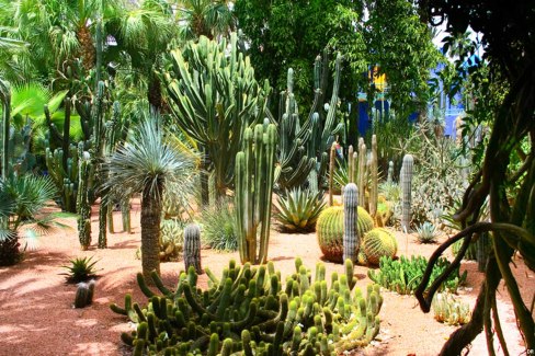 Maroc-Marrakech-Jardin-Majorelle-web
