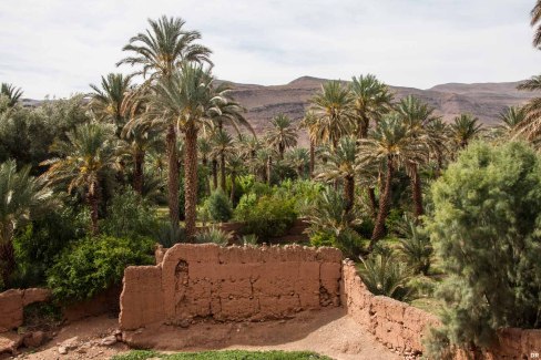 Maroc palmeraie dans la vallée du Draa