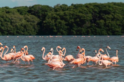 Virginie-Fialon-unsplash-Colonie-de-flamants-roses-Peninsule-du-Yucatan-web