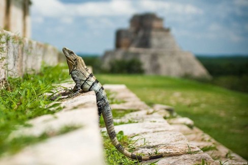 Marv-Watson-unsplash-Iguane-admirant-un-temple-web