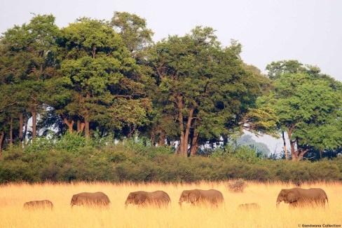 Horde d'éléphants en Namibie vers le fleuve Okavango