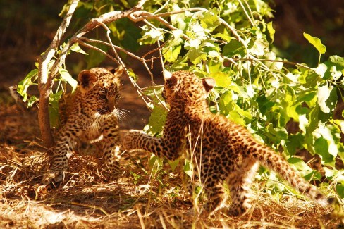 Bébés léopards en plein jeu dans la Bande de Caprivi en Namibie