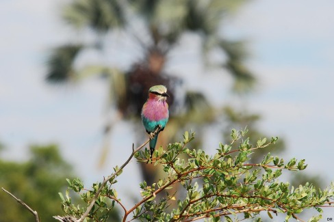 De nombreuses espèces d'oiseaux peuplent la Bande de Caprivi en Namibie
