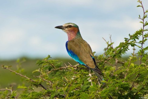 Près de 400 espèces d'oiseaux sont présentes dans la Bande de Caprivi