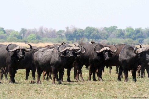 Buffles sur les rives du fleuve Okavango dans la Bande de Caprivi