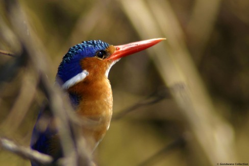 Martin pêcheur sur les rives du fleuve Okavango en Namibie