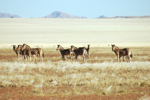 Namib Rand