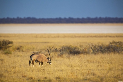 Oryx dans le parc national d'Etosha