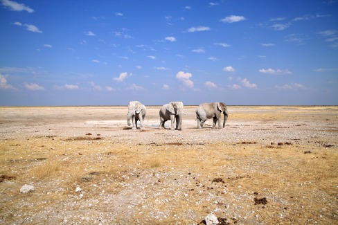 Éléphants à Etosha