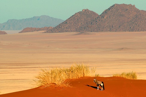 Désert namibien