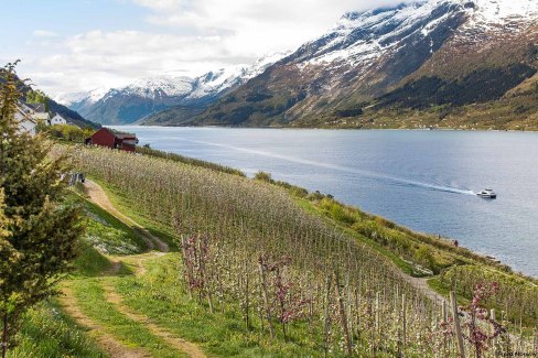 Hardangerfjord