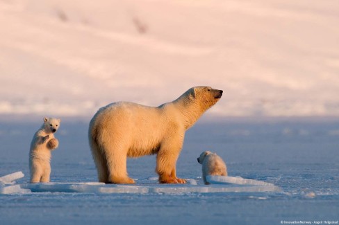 Famille d'ours polaires au Spitzberg