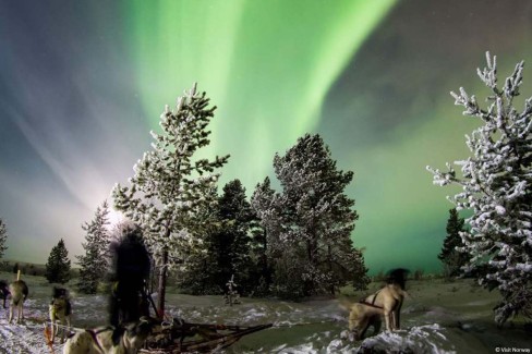 Safari traineau à chiens sous les aurores boréales à Kirkenes