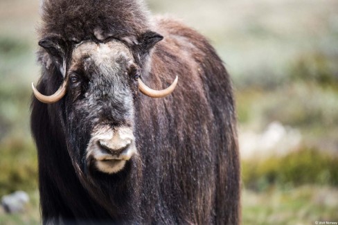 Observation des bœufs musqués, parc Dovrefjell