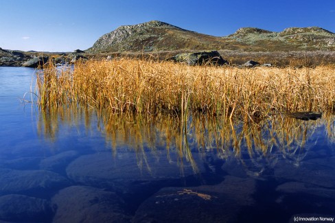 10-InnovationNorway_Hardangervidd