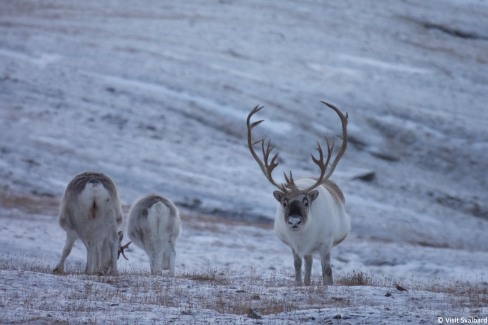 10-Famille de rennes dans la nature du Svalbard
